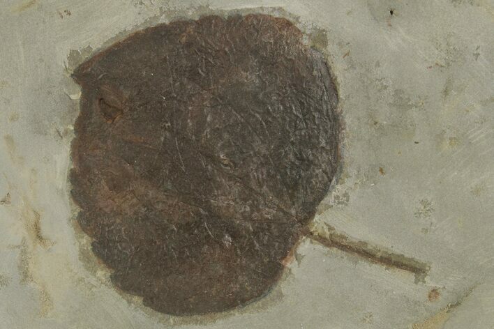 Paleocene Fossil Leaf (Zizyphoides) - Montana #377956